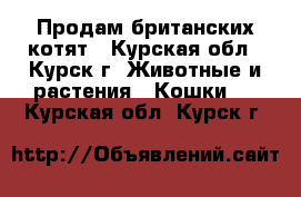 Продам британских котят - Курская обл., Курск г. Животные и растения » Кошки   . Курская обл.,Курск г.